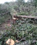 Peel Holdings Destruction at Birchfield Salford 